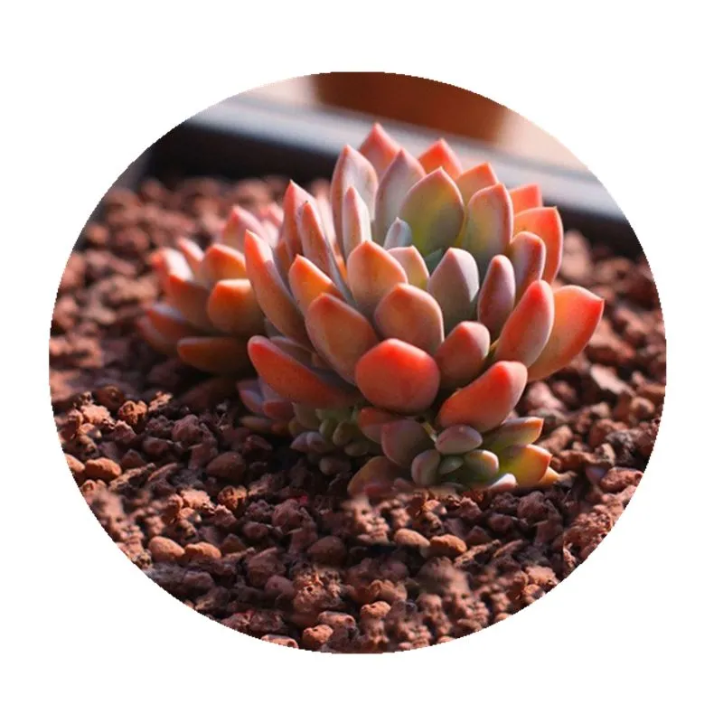 Natural Red Lava Rock